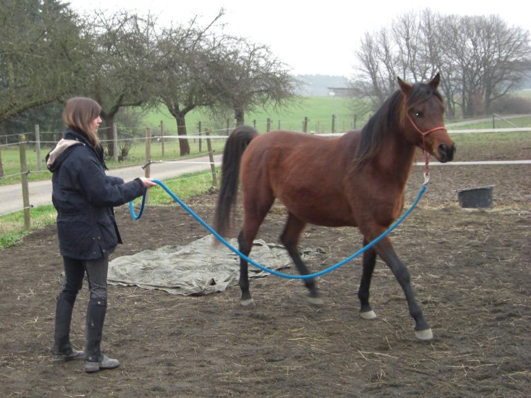 Gelassenheitstraining bei PRO PFERD Pferdetrainerin