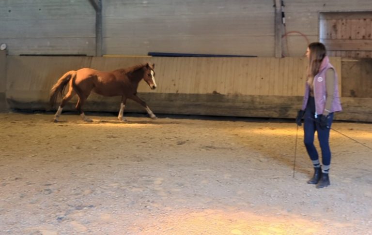 Pferdetrainerin für feine Kommunikation mit dem Pferd