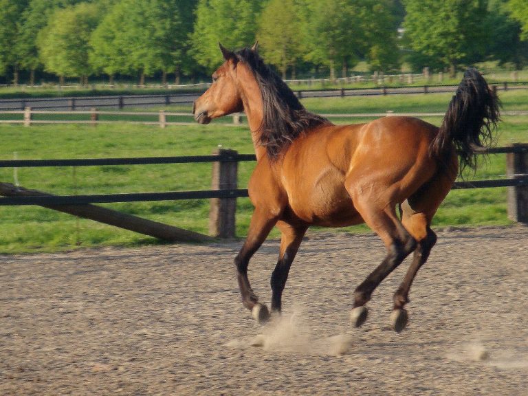 Problempferdetraining bei PRO PFERD Pferdetraining